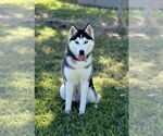 Small #6 Siberian Husky