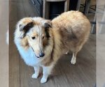 Small #1 Mutt