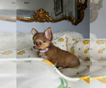 Small #2 Chihuahua