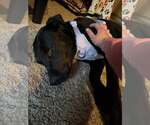 Small #6 Labrador Retriever Mix