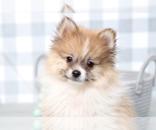 Medium Photo #4 Pomeranian Puppy For Sale in MARIETTA, GA, USA
