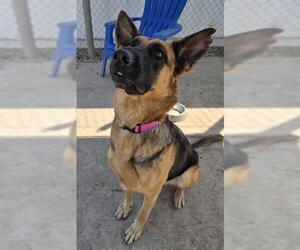 German Shepherd Dog Dogs for adoption in Sacramento, CA, USA