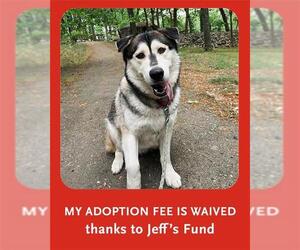 Alaskan Malamute Dogs for adoption in Dedham, MA, USA