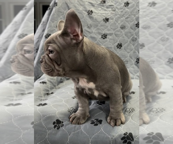 Medium Photo #35 French Bulldog Puppy For Sale in FOUNTAIN CITY, IN, USA