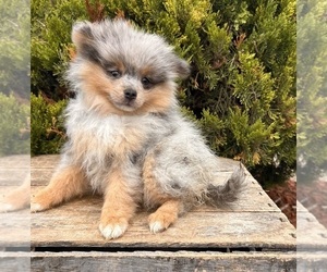 Pomeranian Puppy for Sale in MIDDLEBURY, Indiana USA