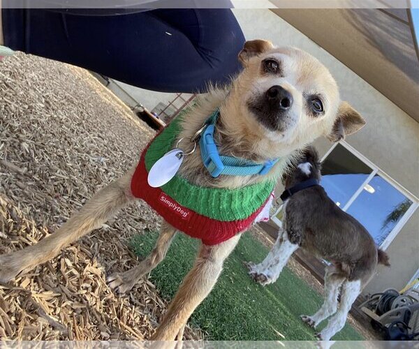 Medium Photo #3 Chihuahua Puppy For Sale in  Ramona, CA, USA