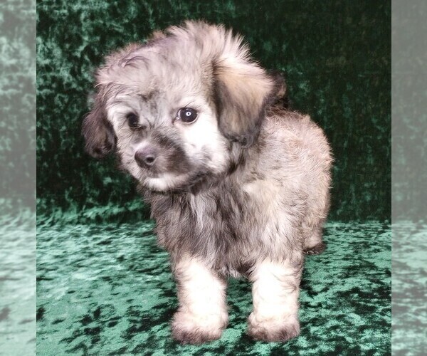 Medium Photo #10 Maltipoo Puppy For Sale in MOMEYER, NC, USA