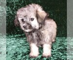 Small Photo #10 Maltipoo Puppy For Sale in MOMEYER, NC, USA