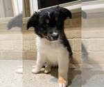 Puppy 4 Australian Shepherd