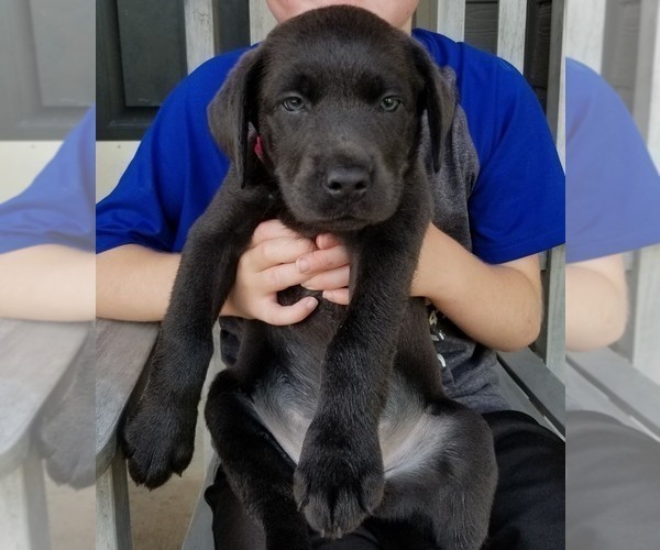 Medium Photo #1 Labrador Retriever Puppy For Sale in NORWALK, IA, USA