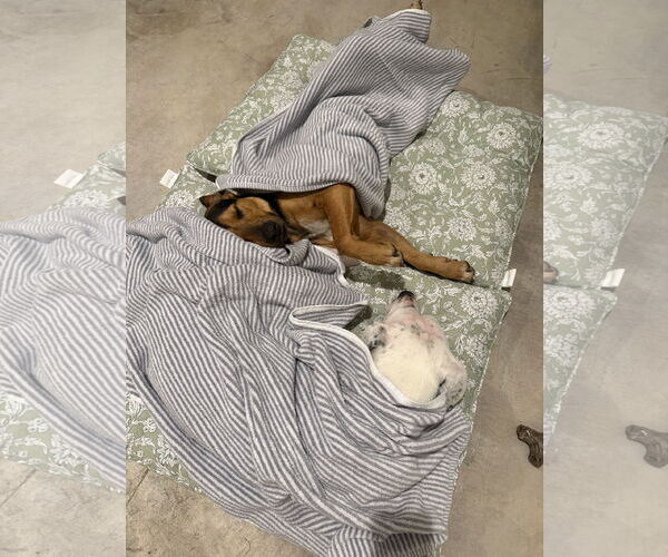 Medium Photo #9 Labrador Retriever-Unknown Mix Puppy For Sale in The Woodlands, TX, USA