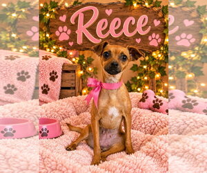 Chihuahua-Unknown Mix Dogs for adoption in Ball Ground, GA, USA