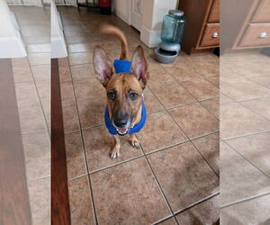 Chihuahua-Unknown Mix Dogs for adoption in Virginia Beach, VA, USA