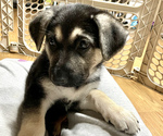 Small Photo #32 German Shepherd Dog Puppy For Sale in MERRITT IS, FL, USA