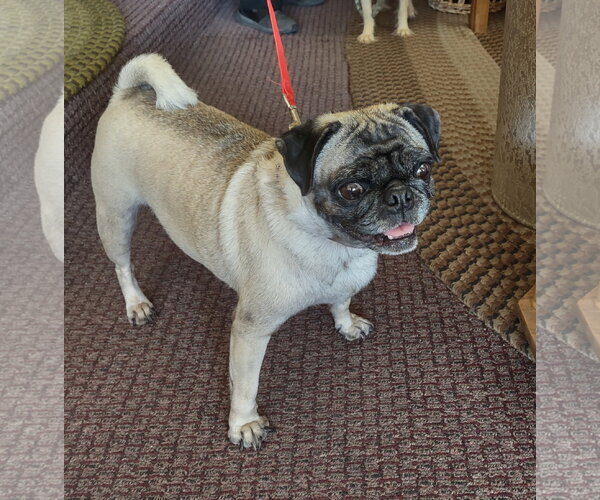 Medium Photo #1 Pug Puppy For Sale in Golden Valley, AZ, USA