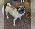 Rosie - Female Pug Dog for Adoption - Small photo
