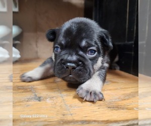 French Bulldog Puppy for sale in AFTON, WY, USA