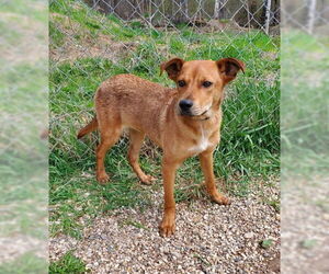 Labrador Retriever Dogs for adoption in Lake City, MI, USA