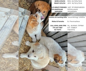 Anatolian Shepherd-Great Pyrenees Mix Puppy for Sale in RENO, Nevada USA