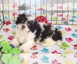 Small #6 ShihPoo
