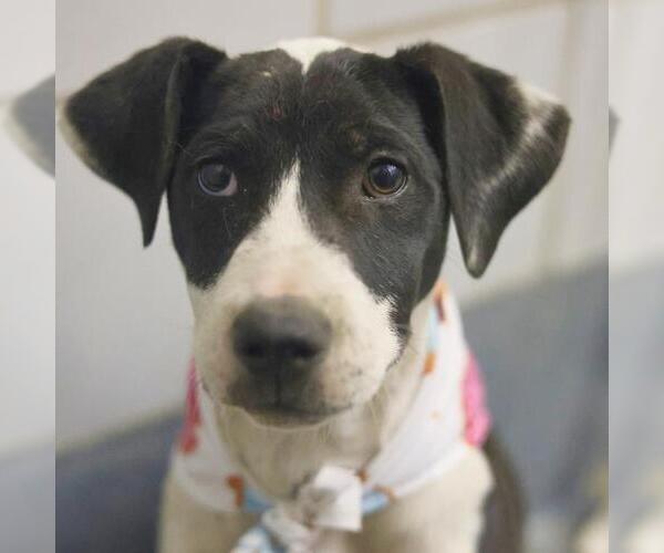 Medium Photo #2 Labrador Retriever-Unknown Mix Puppy For Sale in San Antonio, TX, USA