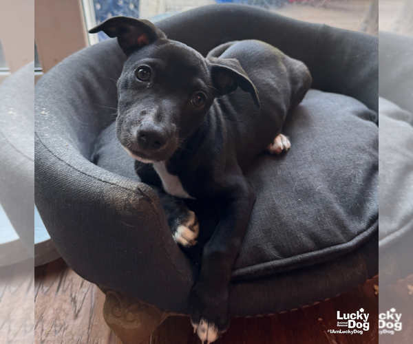 Medium Photo #8 Labrador Retriever-Unknown Mix Puppy For Sale in Washington, DC, USA