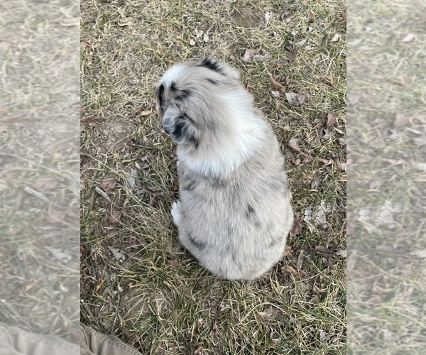 Medium Photo #3 Australian Shepherd Puppy For Sale in TOLEDO, IL, USA