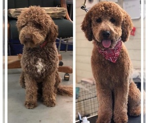 Father of the Goldendoodle (Miniature) puppies born on 06/13/2023