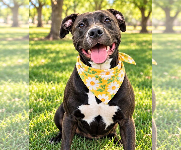Medium Photo #3 Mutt Puppy For Sale in Euless, TX, USA