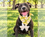 Small Photo #3 Mutt Puppy For Sale in Euless, TX, USA