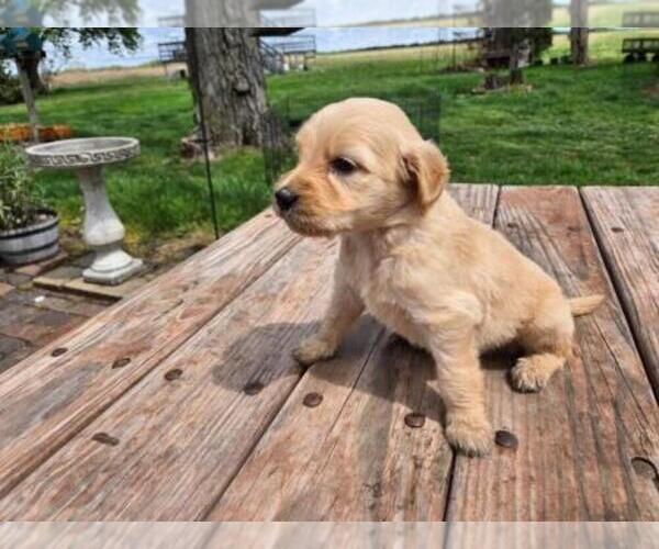 Medium Photo #2 Goldendoodle Puppy For Sale in LEON, KS, USA