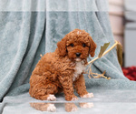Small #1 Poodle (Miniature)