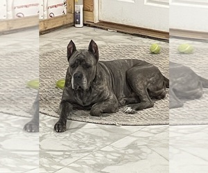 Cane Corso Puppy for sale in CLEARWATER, FL, USA