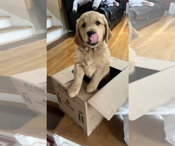 Medium Photo #1 Golden Retriever Puppy For Sale in MALDEN, MA, USA