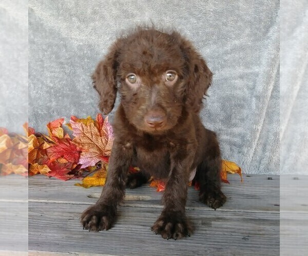Medium Photo #2 Labradoodle-Poodle (Miniature) Mix Puppy For Sale in FREDERICKSBG, OH, USA