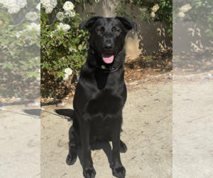 Scout - courtesy post MM - Female Mutt Dog for Adoption - Photo #6