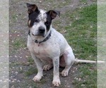 Small #1 Bulldog Mix