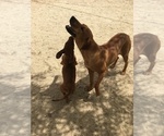 Small Photo #68 Rhodesian Ridgeback Puppy For Sale in MORONGO VALLEY, CA, USA