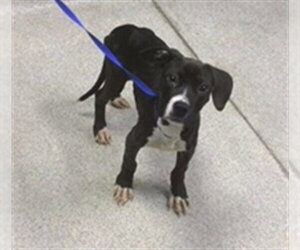 American Staffordshire Terrier-Labrador Retriever Mix Dogs for adoption in Tallahassee, FL, USA