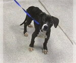 Small American Staffordshire Terrier-Labrador Retriever Mix