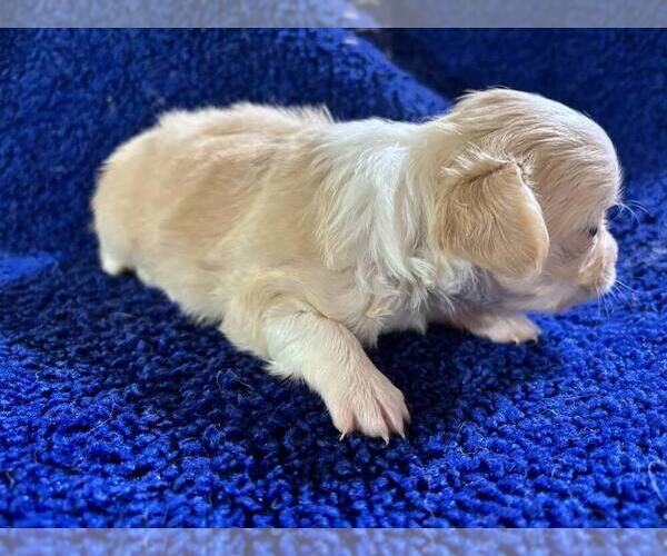 Medium Photo #3 Chihuahua Puppy For Sale in ABILENE, KS, USA
