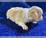 Small #2 Chihuahua