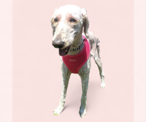Labradoodle Dogs for adoption in Rockville, MD, USA