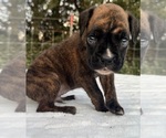 Small #1 Boxer