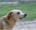 Small #2 Retriever  Mix