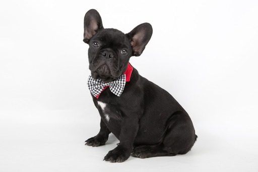 Medium Photo #4 French Bulldog Puppy For Sale in CRANSTON, RI, USA