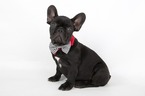 Small Photo #4 French Bulldog Puppy For Sale in CRANSTON, RI, USA