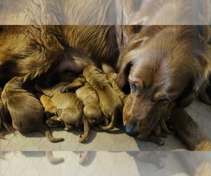 Mother of the Golden Retriever puppies born on 09/05/2022