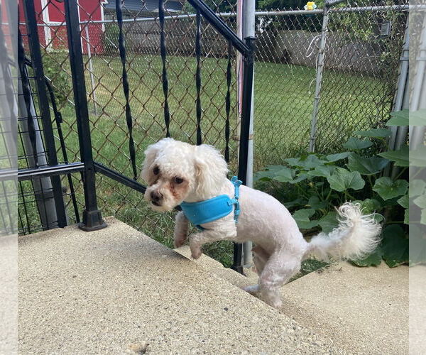 Medium Photo #2 Poodle (Miniature) Puppy For Sale in Wheaton, IL, USA