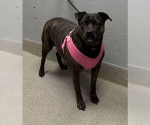 Catahoula Leopard Dog-Unknown Mix Dogs for adoption in Las Vegas, NV, USA